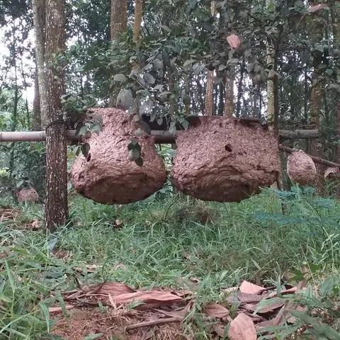 Cách Nuôi Ong Vò Vẽ