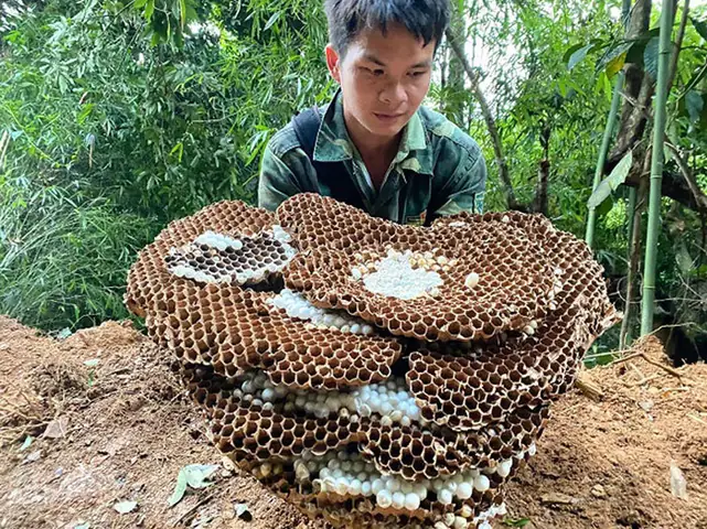 Cách Nuôi Ong Vò Vẽ