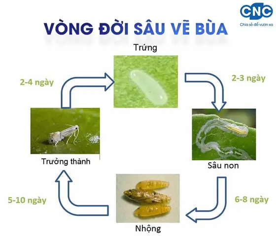 Cách Trị Sâu Vẽ Bùa