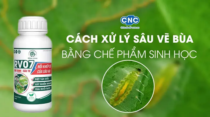 Cách Trị Sâu Vẽ Bùa