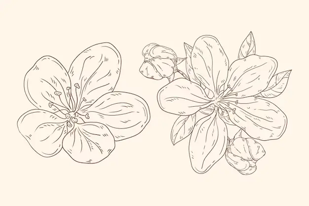 Cách Vẽ Blossom