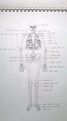 Cách Vẽ Bộ Xương Cách Vẽ Bộ Xương