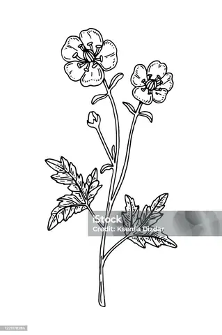Cách Vẽ Buttercup Cách Vẽ Buttercup