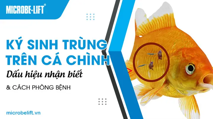 Cách Vẽ Cá Chình
