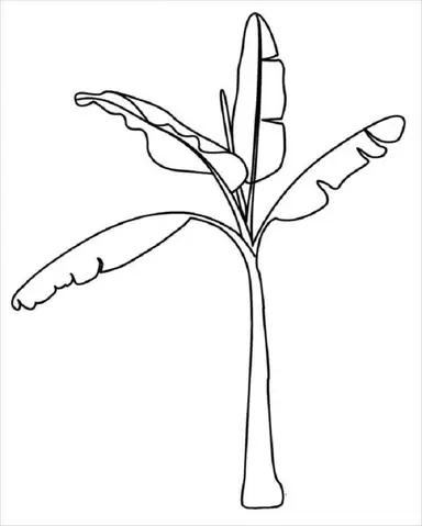 Cách Vẽ Câ Chuối
