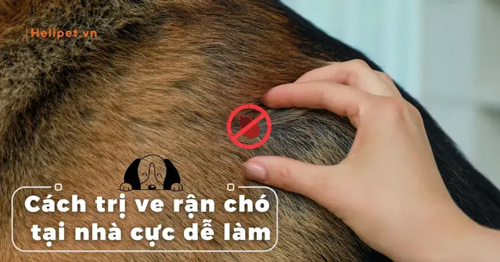 Cách Vẽ Cà Cựcdễ