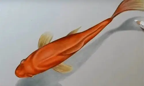 Cách Vẽ Cá Koi 3d