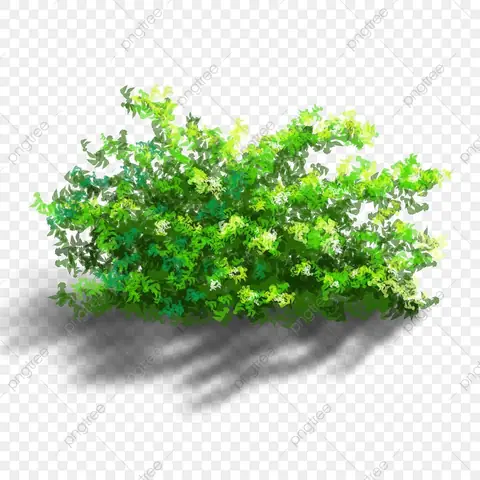 Cách Vẽ Cây Anime