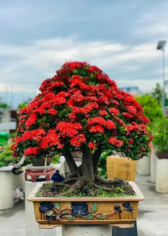 Cách Vẽ Cây Bonsai