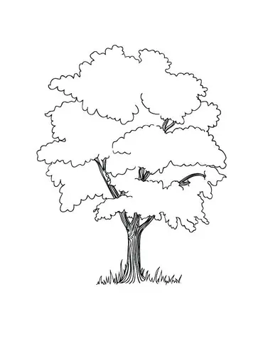 Cách Vẽ Cây Cao