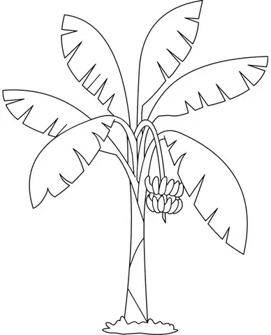 Cách Vẽ Cây Chuối