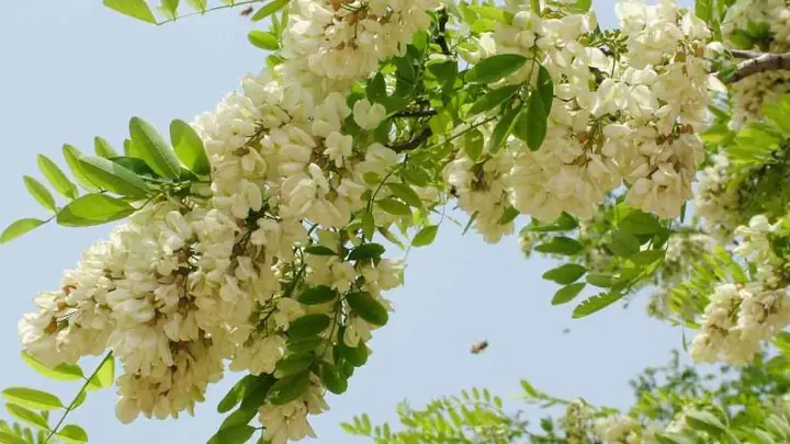 Cách Vẽ Cây Hòe