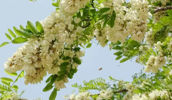 Cách Vẽ Cây Hòe