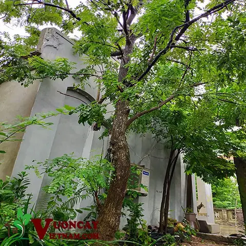 Cách Vẽ Cây Hòe