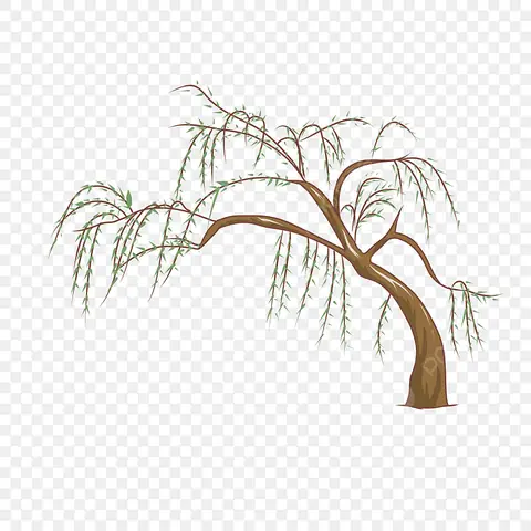 Cách Vẽ Cây Liễu