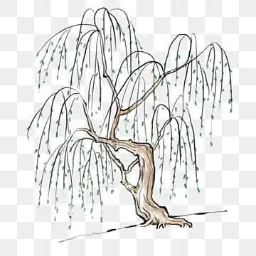 Cách Vẽ Cây Liễu