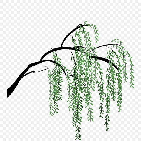 Cách Vẽ Cây Liễu
