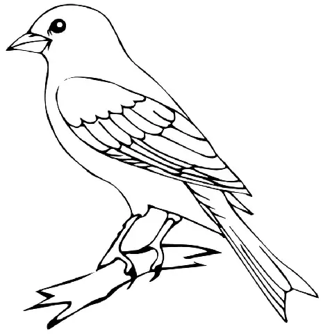 Cách Vẽ Chim Yến