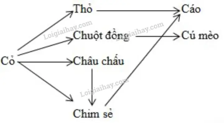 Cách Vẽ Chuỗi Thức Ăn