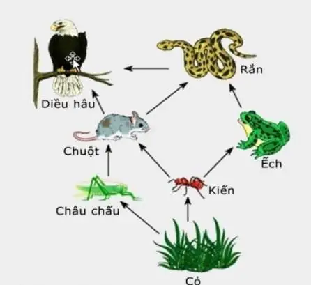 Cách Vẽ Chuỗi Thức Ăn