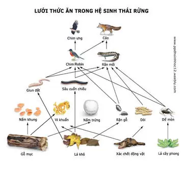 Cách Vẽ Chuỗi Thức Ăn