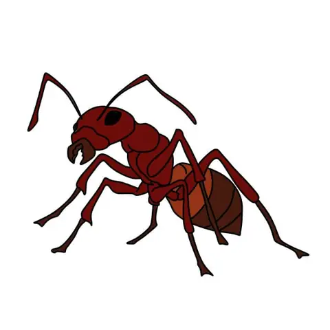 Cách Vẽ Con Kiến