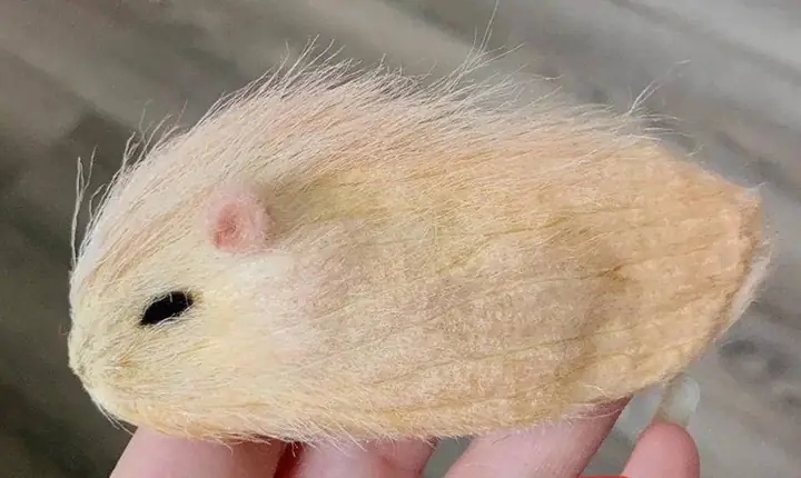 Cách Vẽ Hình Hột Xoài