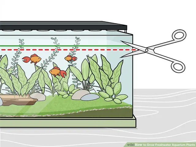 Cách Vẽ Hồ Cá Cách Vẽ Hồ Cá