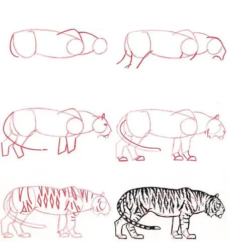 Cách Vẽ Hổ Đơn Giản