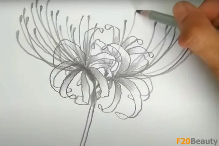 Cách Vẽ Hoa Bỉ Ngạn