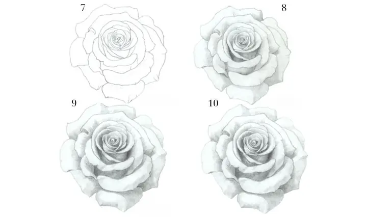 Cách Vẽ Hoa Hồng Nở