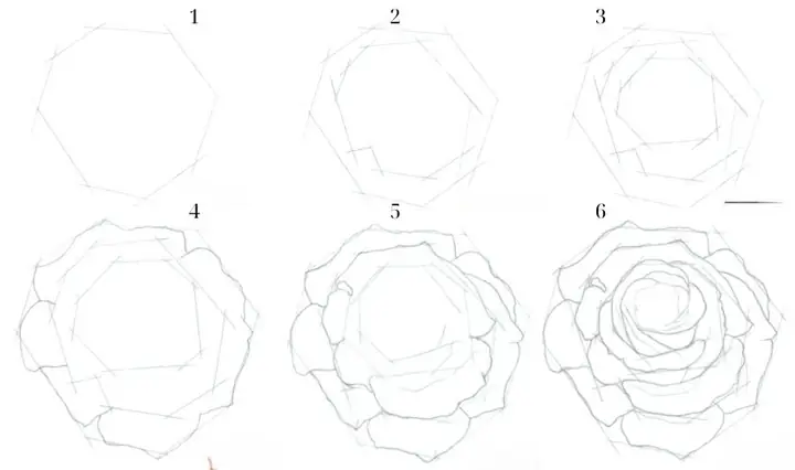 Cách Vẽ Hoa Hônghf Cách Vẽ Hoa Hônghf