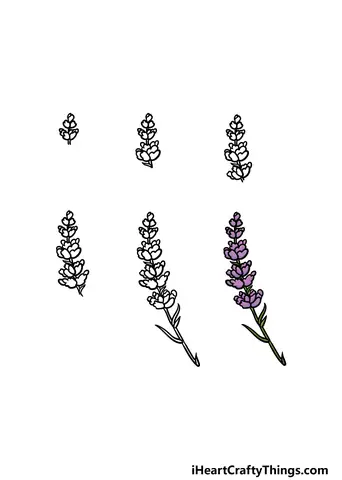 Cách Vẽ Hoa Lavender Cách Vẽ Hoa Lavender