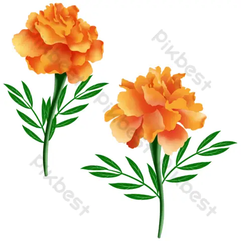 Cách Vẽ Hoa Marigold