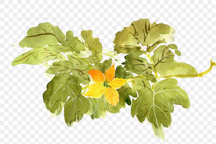 Cách Vẽ Hoa Mướp