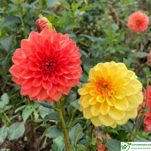 Cách Vẽ Hoa Thược Dược Cách Vẽ Hoa Thược Dược