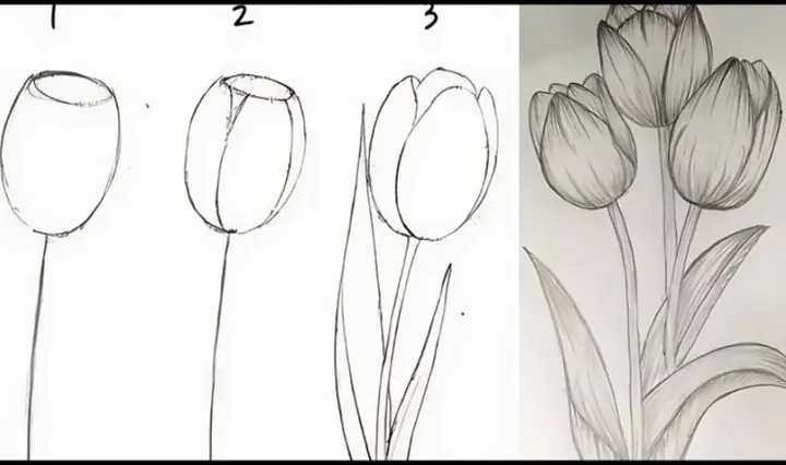 Cách Vẽ Hoa Tulip
