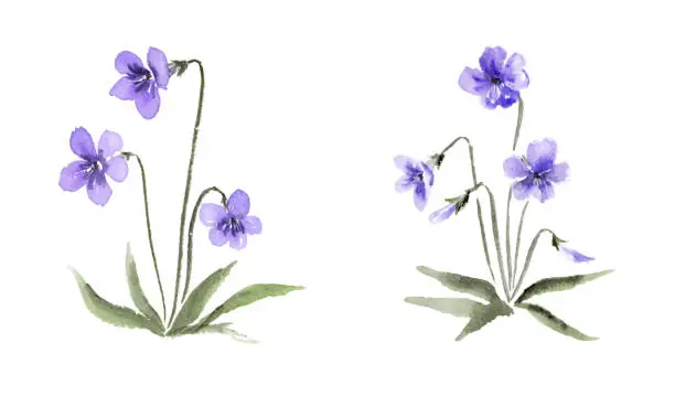 Cách Vẽ Hoa Violet