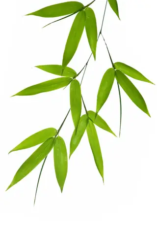 Cách Vẽ Lá Tre