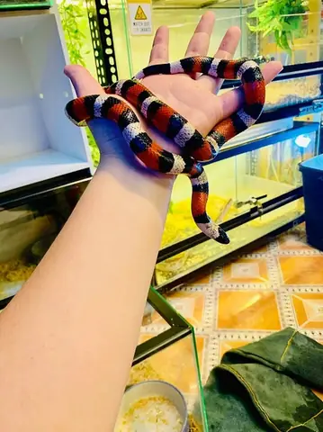 Cách Vẽ Milksnake Cách Vẽ Milksnake