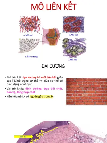 Cách Vẽ Mô Sụn