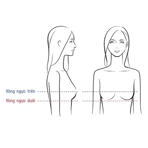 Cách Vẽ Ngực Mâng
