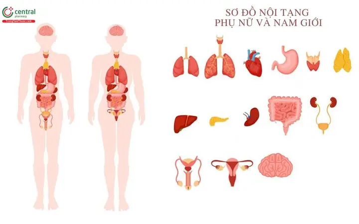 Cách Vẽ Nội Tạng