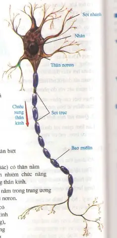 Cách Vẽ Nơron