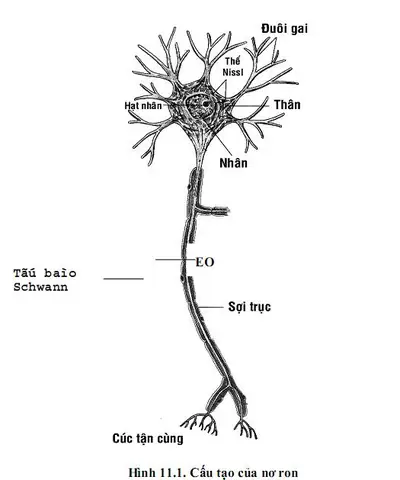Cách Vẽ Nơron