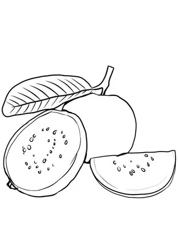 Cách Vẽ Quả Ổi