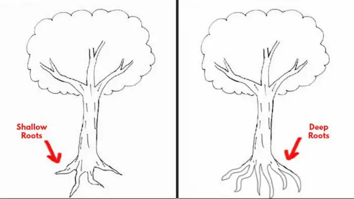 Cách Vẽ Rễ Cây