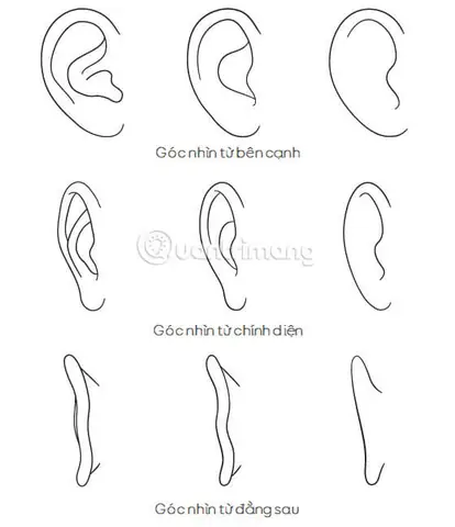 Cách Vẽ Tai Người Cách Vẽ Tai Người