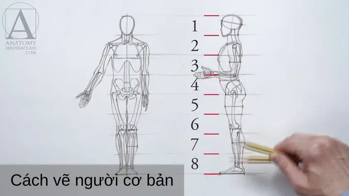 Cách Vẽ Tỉ Lệ Người