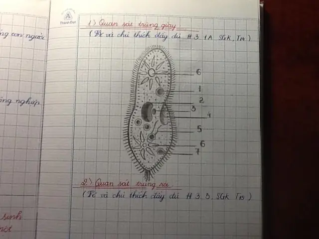 Cách Vẽ Trùng Giày Cách Vẽ Trùng Giày